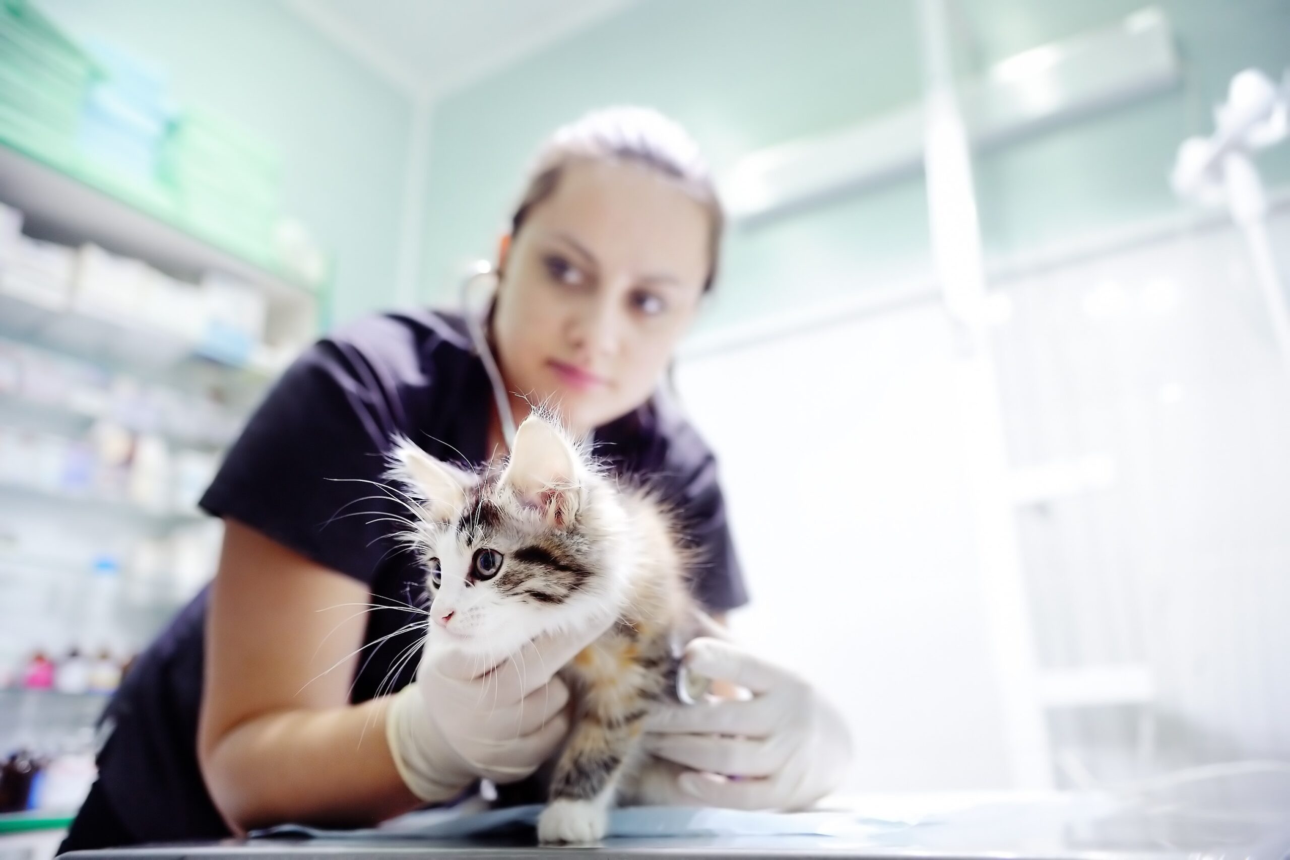 understanding-the-impact-of-covid-19-on-vets